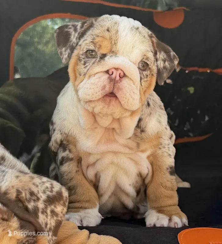 Miss Oceana – English Bulldog puppy for sale in Davenport, FL