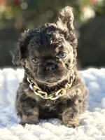 Mr.Nugget, a male French Bulldog for sale in Davenport, FL – Photo 1 of 9