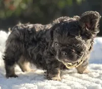 Mr.Nugget, a male French Bulldog for sale in Davenport, FL – Photo 3 of 9