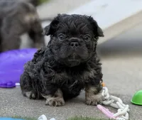 Mr.Nugget, a male French Bulldog for sale in Davenport, FL – Photo 7 of 9