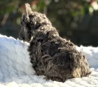 Mr.Nugget, a male French Bulldog for sale in Davenport, FL – Photo 4 of 9