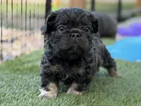 Mr.Nugget, a male French Bulldog for sale in Davenport, FL – Photo 6 of 9