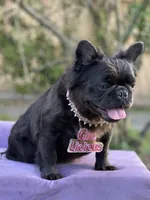 Mr.Nugget, a male French Bulldog for sale in Davenport, FL – Photo 8 of 9