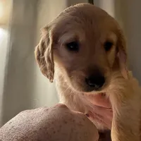 Claire, a female Golden Retriever for sale in Wendell, NC – Photo 1 of 4