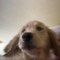 Claire, a female Golden Retriever for sale in Wendell, NC – Photo 3 of 4