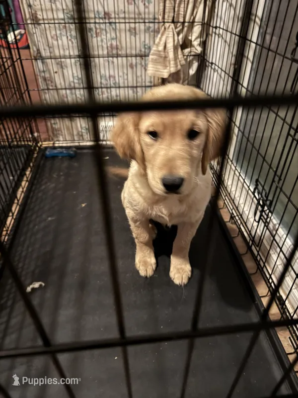 Claire – Golden Retriever puppy for sale in Wendell, NC