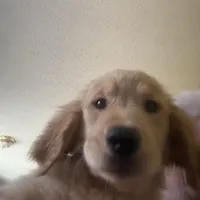 Claire, a female Golden Retriever for sale in Wendell, NC – Photo 2 of 4