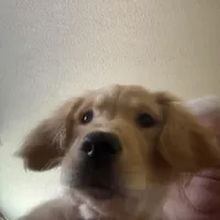 Claire, a female Golden Retriever for sale in Wendell, NC – Photo 4 of 4