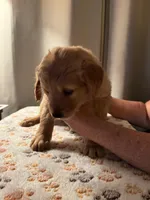 Purple collar, a female Golden Retriever for sale in Wendell, NC – Photo 2 of 2