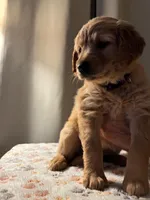 Purple collar, a female Golden Retriever for sale in Wendell, NC – Photo 1 of 2