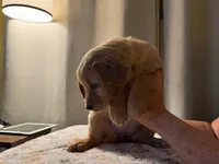 Kelly, a female Golden Retriever for sale in Wendell, NC – Photo 1 of 3