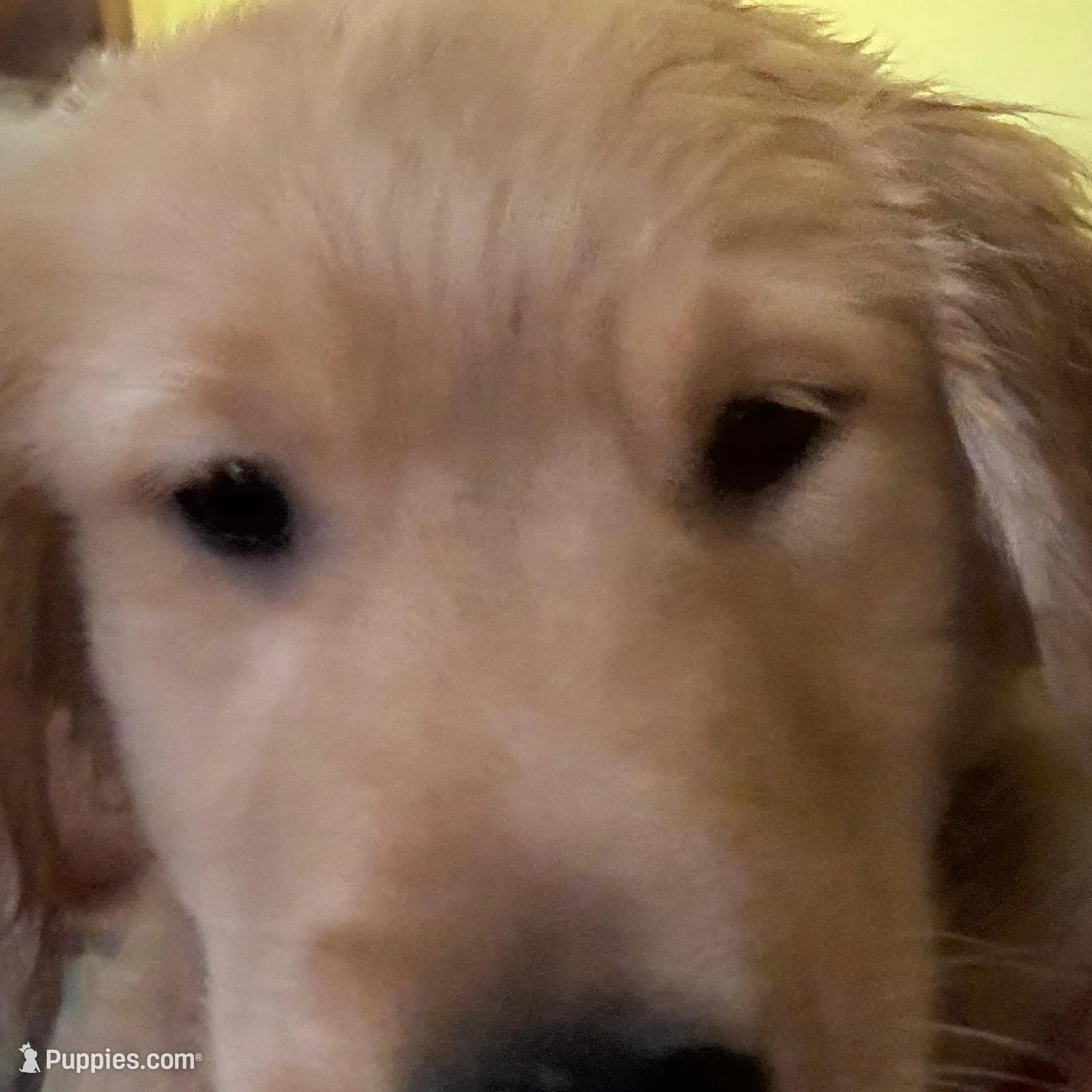 Kelly, a female Golden Retriever for sale in Wendell, NC – Photo 2 of 2