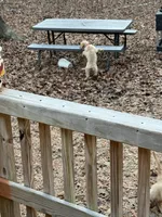 Kelly, a female Golden Retriever for sale in Wendell, NC – Photo 2 of 3