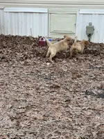 Kelly, a female Golden Retriever for sale in Wendell, NC – Photo 3 of 3