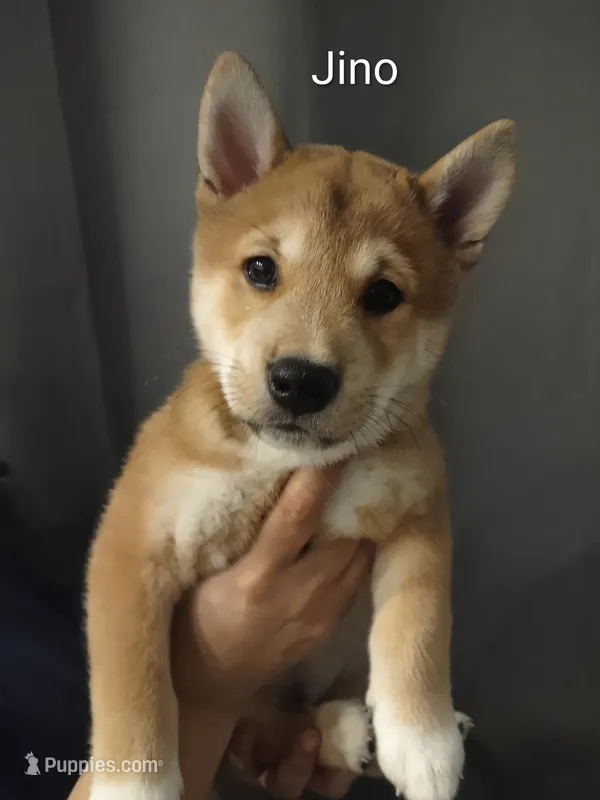Jino – Shiba Inu puppy for sale in Ocala, FL