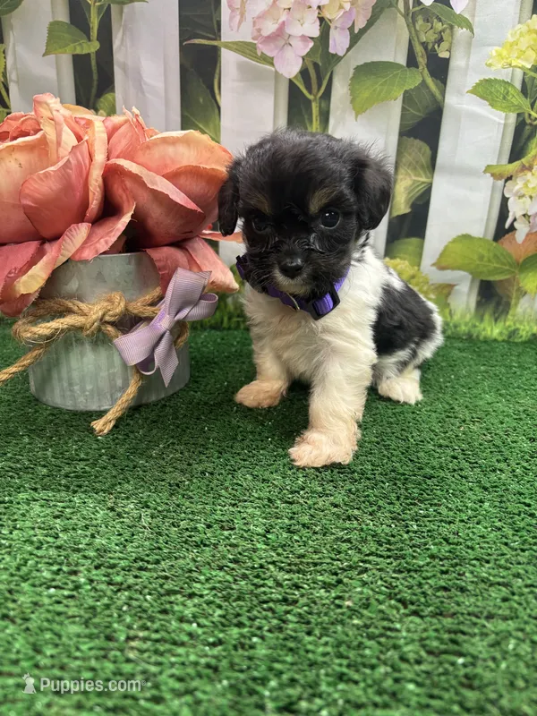 Jessey’s girl (purple) – Cavapoo puppy for sale in Jacksonville, TX