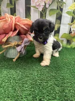 Jessey’s girl (purple), a female Cavapoo for sale in Jacksonville, TX – 1 of 2