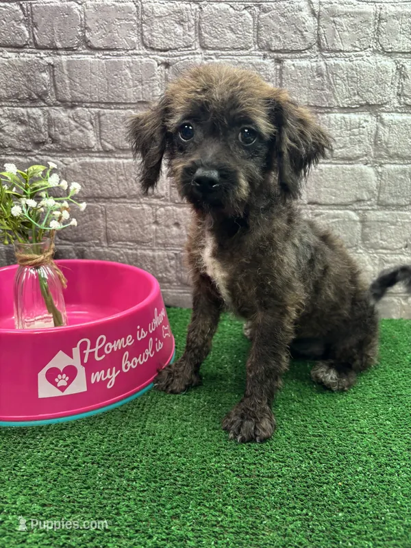 Elsa's girl (Purple) – Poochon puppy for sale in Jacksonville, TX