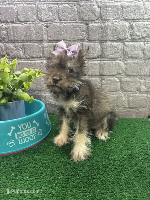 Charlie's girl (purple) – Miniature Schnauzer puppy for sale in Jacksonville, TX