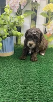 Bambi’s male (chocolate), a male Poodle - Miniature  for sale in Jacksonville, TX – 1 of 3
