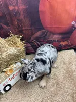 Nala's girl, a female French Bulldog for sale in Jacksonville, TX – 3 of 6