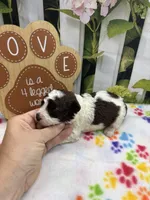 Bambi's male (choc parti), a male Poodle - Miniature  for sale in Jacksonville, TX – 2 of 2