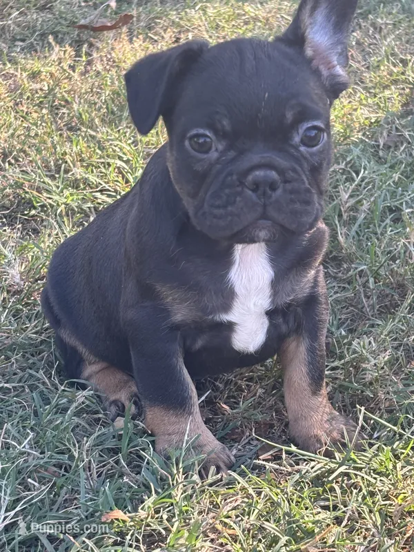 Nala's girl AKC – French Bulldog puppy for sale in Jacksonville, TX