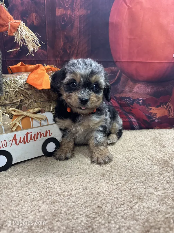 Bluie's boy (orange) – Miniature Aussiedoodle puppy for sale in Jacksonville, TX