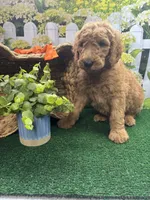 Harper's male (orange), a male Poodle - Standard  for sale in Jacksonville, TX – 2 of 2