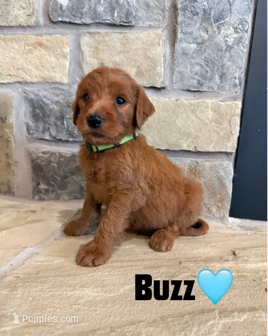 Buzz – Goldendoodle, Poodle - Standard  puppy for sale in Jacksonville, TX