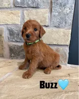 Buzz, a male Goldendoodle and Poodle - Standard  for sale in Jacksonville, TX – 1 of 1