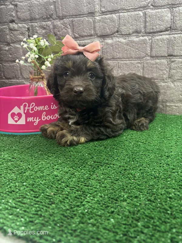 Dawn's girl (pink) – Miniature Aussiedoodle puppy for sale in Jacksonville, TX