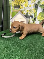 Piper's Male (gray), a male Miniature Dachshund for sale in Jacksonville, TX – 3 of 6