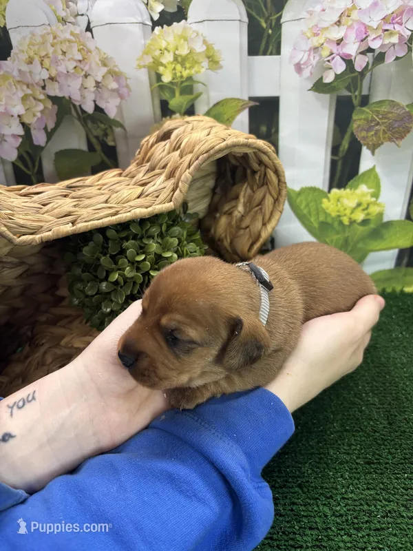 Piper's Male (gray) – Miniature Dachshund puppy for sale in Jacksonville, TX