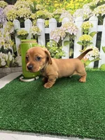 Piper's Male (gray), a male Miniature Dachshund for sale in Jacksonville, TX – 6 of 6