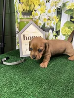 Piper's Male (gray), a male Miniature Dachshund for sale in Jacksonville, TX – 4 of 6