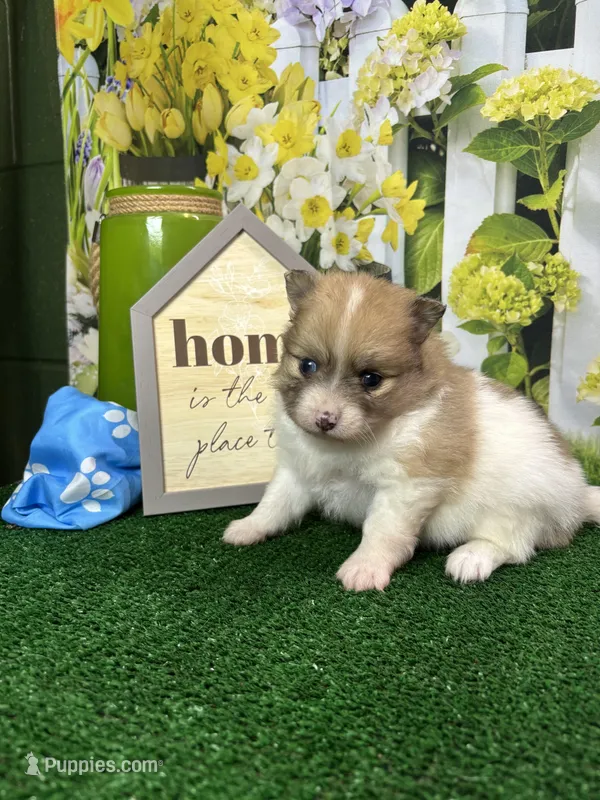 Dollys Parti male – Pomeranian puppy for sale in Jacksonville, TX