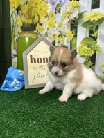 Dollys Parti male (silver), a male Pomeranian for sale in Jacksonville, TX – 3 of 9