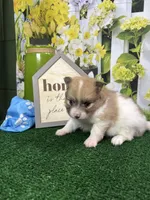 Dollys Parti male (silver), a male Pomeranian for sale in Jacksonville, TX – 4 of 9