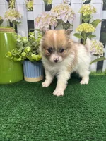 Dollys Parti male (silver), a male Pomeranian for sale in Jacksonville, TX – 8 of 9