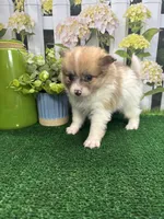 Dollys Parti male (silver), a male Pomeranian for sale in Jacksonville, TX – 9 of 9