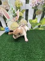 Dollys Parti male, a male Pomeranian for sale in Jacksonville, TX – Photo 2 of 3