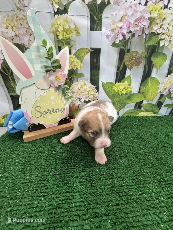 Dollys Parti male – Pomeranian puppy for sale in Jacksonville, TX