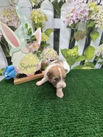 Dollys Parti male, a male Pomeranian for sale in Jacksonville, TX – Photo 1 of 3