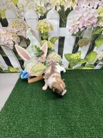 Dollys Parti male, a male Pomeranian for sale in Jacksonville, TX – Photo 3 of 3