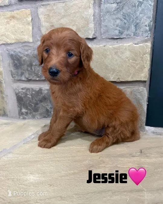 Jessie – Goldendoodle, Poodle - Standard  puppy for sale in Jacksonville, TX