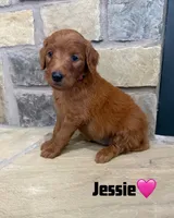 Jessie, a female Goldendoodle and Poodle - Standard  for sale in Jacksonville, TX – 1 of 1