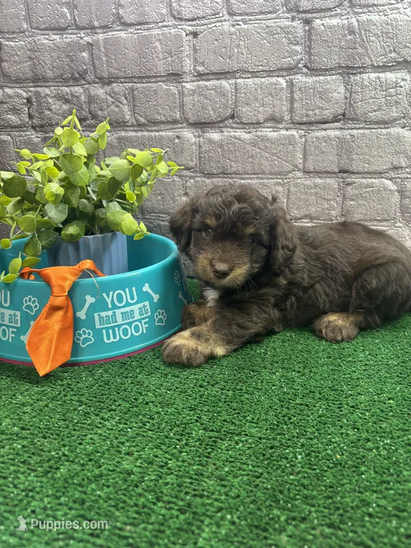 Dawn's male (orange) – Miniature Aussiedoodle puppy for sale in Jacksonville, TX