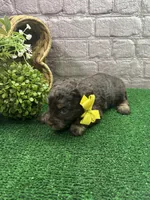 Dawn's girl (yellow), a female Miniature Aussiedoodle for sale in Jacksonville, TX – 2 of 2