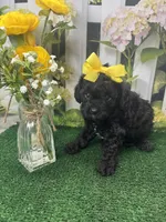 Beth's girl, a female Cavapoo for sale in Jacksonville, TX – 2 of 2